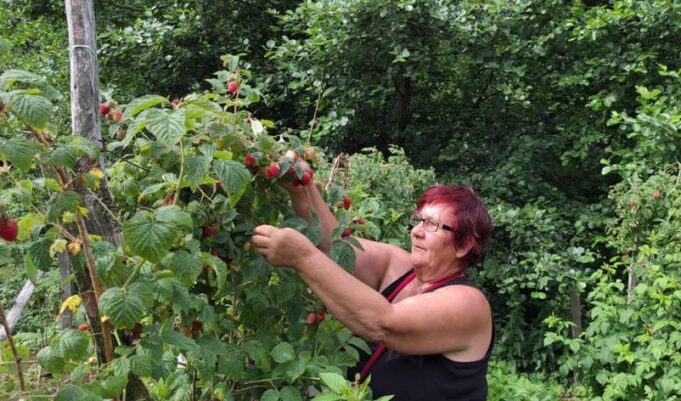 Završena berba maline: MANJI PRINOS, LOŠIJI KVALITET