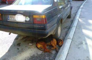 „ДА ОДРЖИВО БУДЕ ИЗДРЖИВО“:ЈАВНИ ПАРКИНГ И ПСИ ЛУТАЛИЦЕ