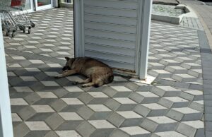 Прихватилиште за псе као корак ка реду у зоохигијени