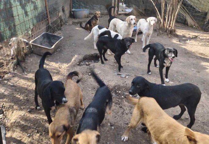 ОД КАНАДЕ ДО ПРИЈЕПОЉА – ЗБОГ ПАСА, АЛИ И ЗБОГ ЉУДИ